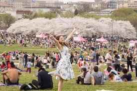 Cherry Blossom Season in DC: Festivals, Events, and Alternative Viewing Spots