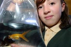 Jana Jackman, 11, inspects the fish. - C_71_article_1026479_image_list_image_list_item_0_image-1703617