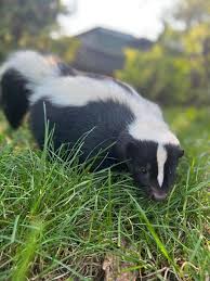 Title: Manitoba Woman’s Dog Attacked by Rabid Skunk, Igniting Alarm - 1