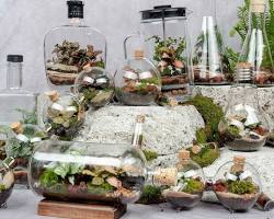 Hình ảnh về Một góc nhà được trang trí với terrarium, tạo nên background sống ảo cực chất