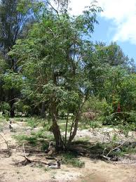 Image result for moringa oleifera tree pictures