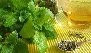 Image result for мента маточина и мащерка