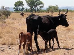 Resultado de imagen para ganado criollo mexicano
