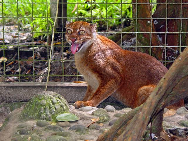 On the trail of Borneo’s bay cat, one of the world’s most mysterious felines