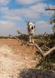 Image result for goat tree