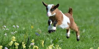 Image result for GOAT