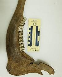 We're sharing this exceptionally well-preserved mandible of an extinct stag-moose ("Cervalces scotti"). It's approximately 14,500 years old. It was found in 2012 in Henry County, IL, and donated to the Illinois State