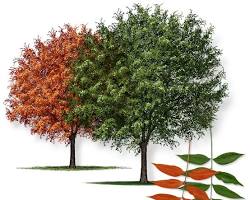 Image of Chinese Pistache Tree Texas