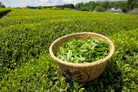 Image result for green tea