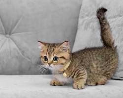 تصویر Munchkin cat