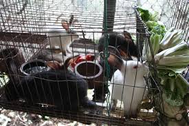 cara membuat kandang kelinci outdoor dan indoor yang sehat