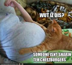 Image result for funny pics of animals