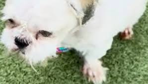 Trend Google: cane