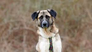 tiere suchen ein zuhause