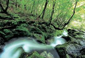 강원도 고립공원 /태백산 설경속의 눈꽃 세상에 대한 이미지 검색결과