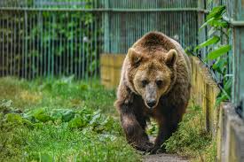 O ursoaică intrată în Braşov, împuşcată de autorități. Alta, însoțită de trei pui, a plecat în pădure
