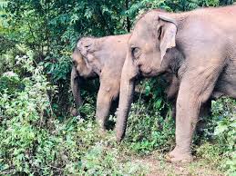 Elephant standing in a forest | Premium Photo