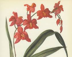 Image result for early transparent gage