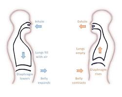 Imagen de Diaphragmatic breathing