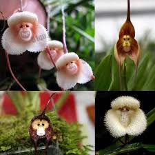Image result for ����С���m