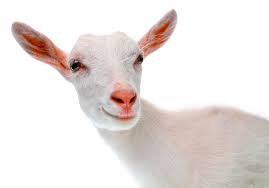 Image result for GOAT
