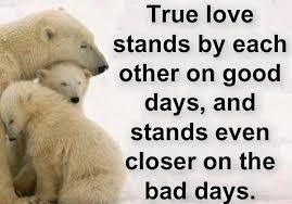 Image result for Animal Meme