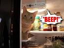 This! KitchenAid Refrigerator Wonapost Stop! Beeping
