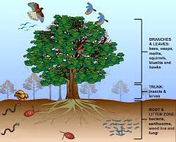 Image result for organisms and their environment