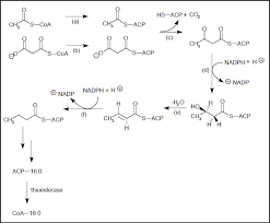 Picture of Fatty acid synthesis