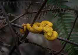 arenal volcano national park snake에 대한 이미지 검색결과