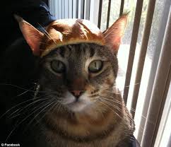 Bildergebnis für cat bread