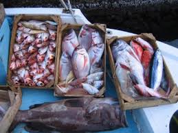 Αποτέλεσμα εικόνας για πως ξεχωριζουμε τα φρεσκα ψαρια