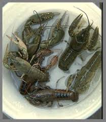 Image result for crayfish farming