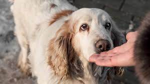 News source: Radio-Canada