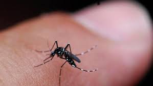 Image result for images of mosquito