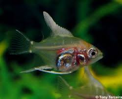 Image result for angelfish