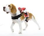 40 suggestions de costumes d Halloween pour votre chien Petit