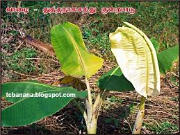 Image result for zinc burn in plants