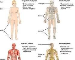 Image of human anatomy systems