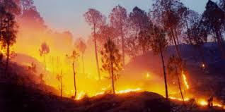 State steps up vigil to prevent Uttarakhand-like forest fire 