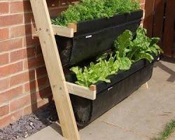 Image of Leaning ladder vertical garden
