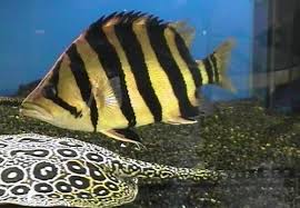 Bình thạnh Shop Cá Fire Drogon Chuyên Bán Guppy Betta Arowana Tiger Fish Giá tốt nhất - 6