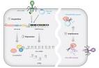 CRISPR -Cas immunity in prokaryotes : Nature : Nature Publishing