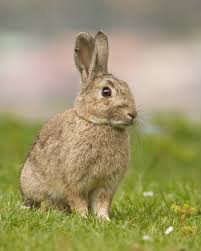 Image result for RABBIT