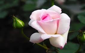 Image result for images of white rose hd