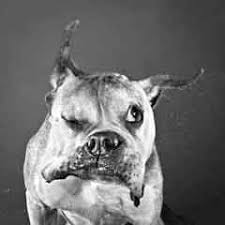 images?q=tbn:ANd9GcTvNc2s83n2dqsK3MeyG_2