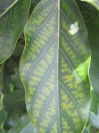 Image result for zinc burn in plants