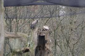 Longleat Safari Park Celebrates Conservation Successes and 60th Anniversary