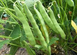 Image result for picture of beans plant