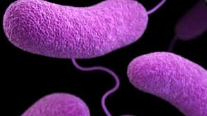 Bacterias Come Carne
